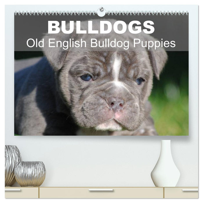 Bulldogs - Old English Bulldog Puppies (CALVENDO Premium-Calendar 2026)
