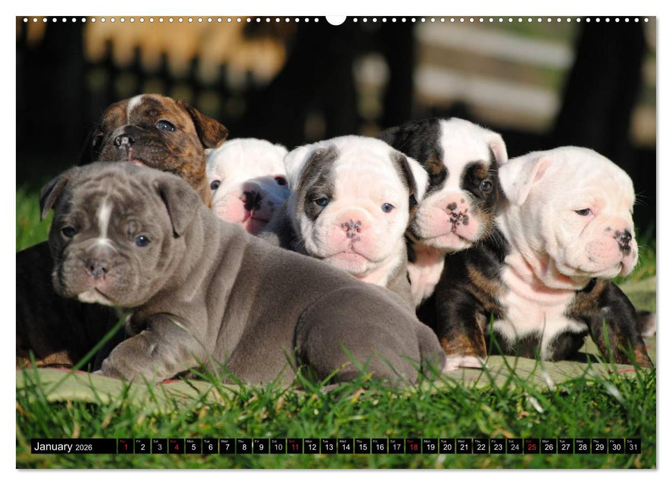 Bulldogs - Old English Bulldog Puppies (CALVENDO Premium-Calendar 2026)