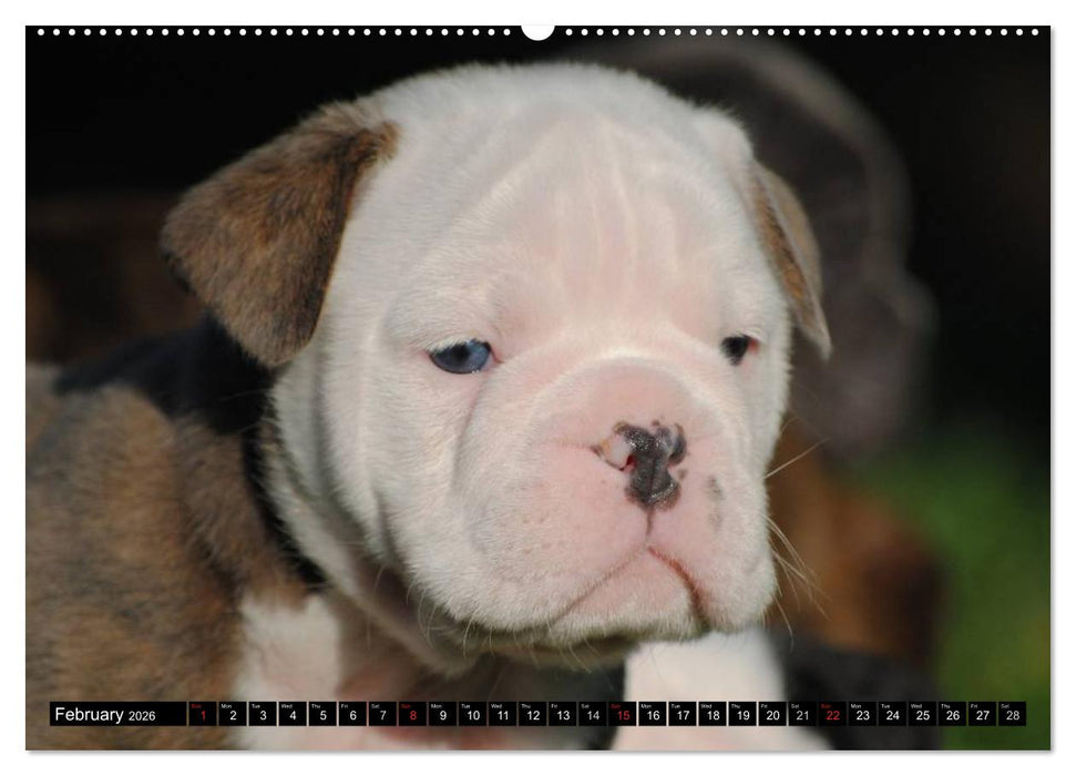 Bulldogs - Old English Bulldog Puppies (CALVENDO Premium-Calendar 2026)
