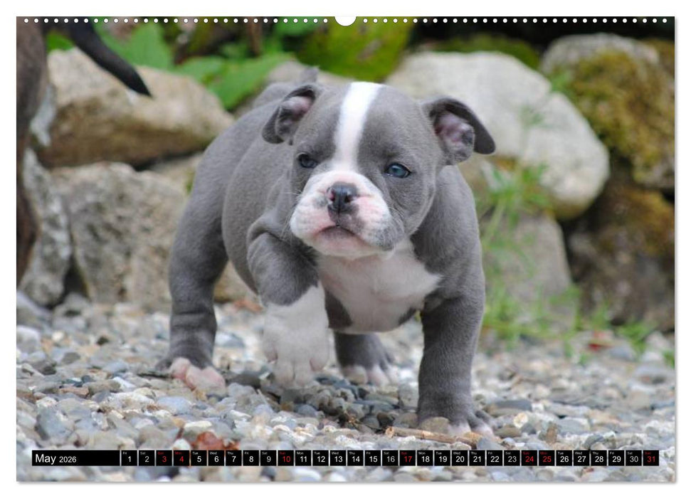 Bulldogs - Old English Bulldog Puppies (CALVENDO Premium-Calendar 2026)