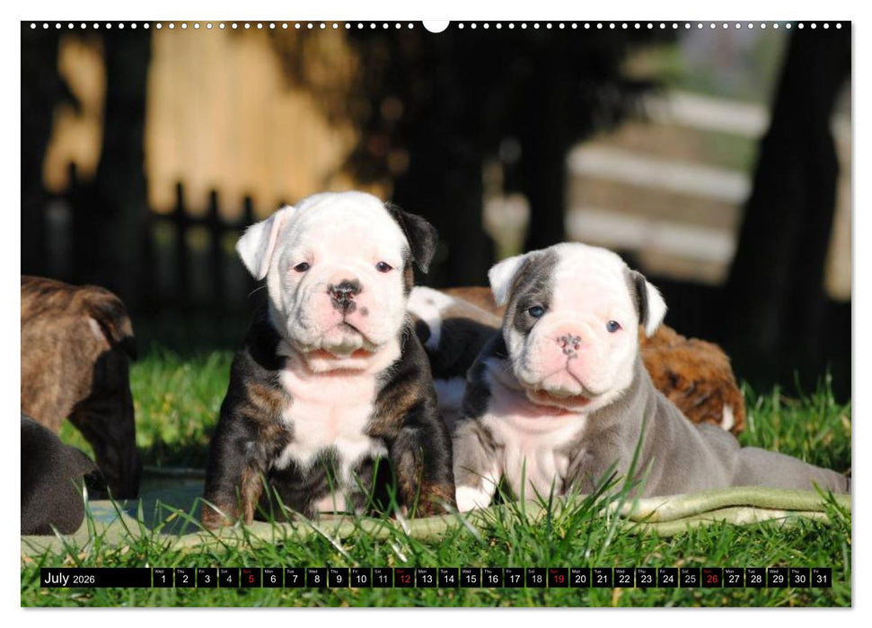 Bulldogs - Old English Bulldog Puppies (CALVENDO Premium-Calendar 2026)