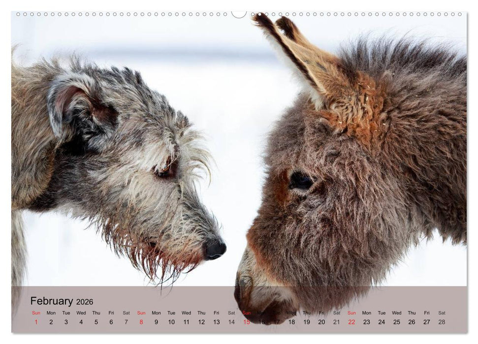 Little Donkey with Friends (CALVENDO Premium-Calendar 2026)