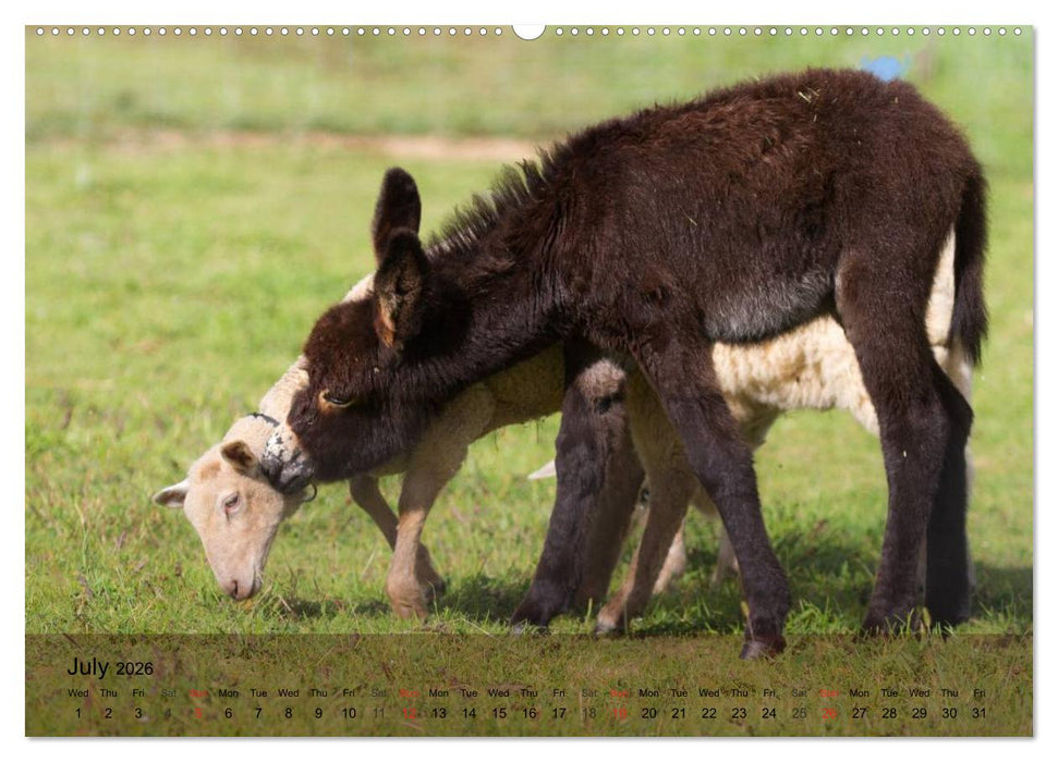 Little Donkey with Friends (CALVENDO Premium-Calendar 2026)