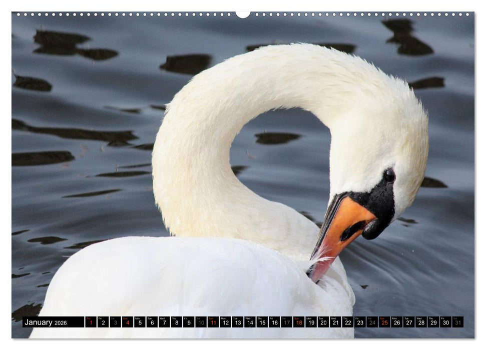 Lovely Water Birds (CALVENDO Premium-Calendar 2026)