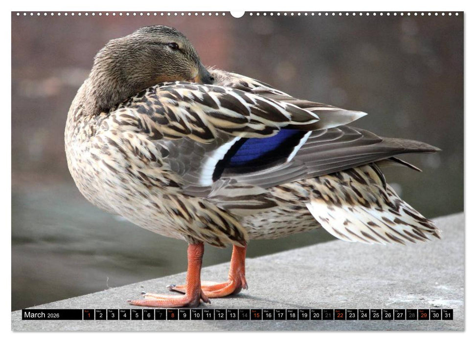 Lovely Water Birds (CALVENDO Premium-Calendar 2026)