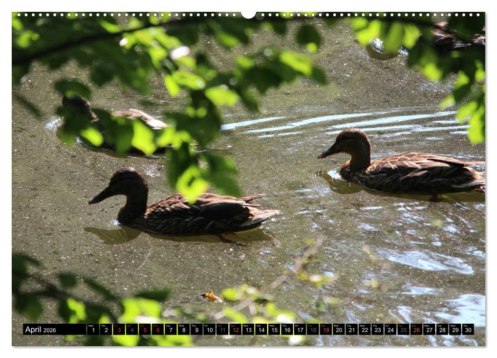 Lovely Water Birds (CALVENDO Premium-Calendar 2026)