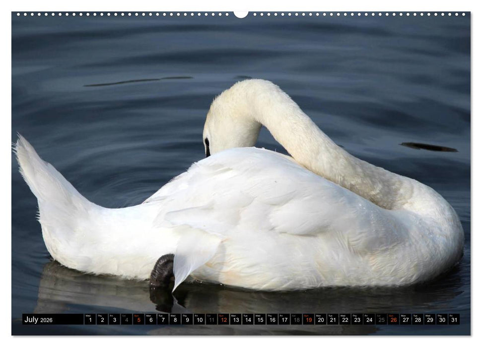 Lovely Water Birds (CALVENDO Premium-Calendar 2026)
