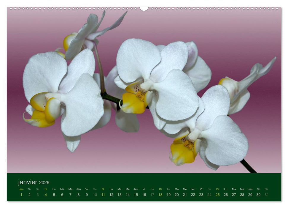 Les Orchidées (CALVENDO Calendrier supérieur 2026)