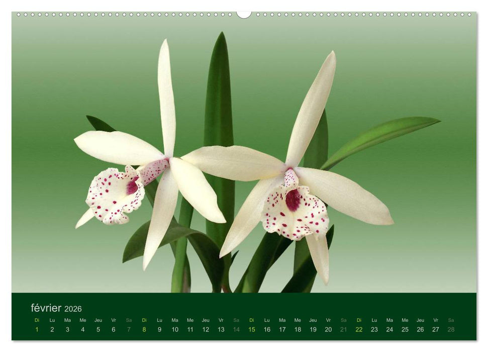 Les Orchidées (CALVENDO Calendrier supérieur 2026)