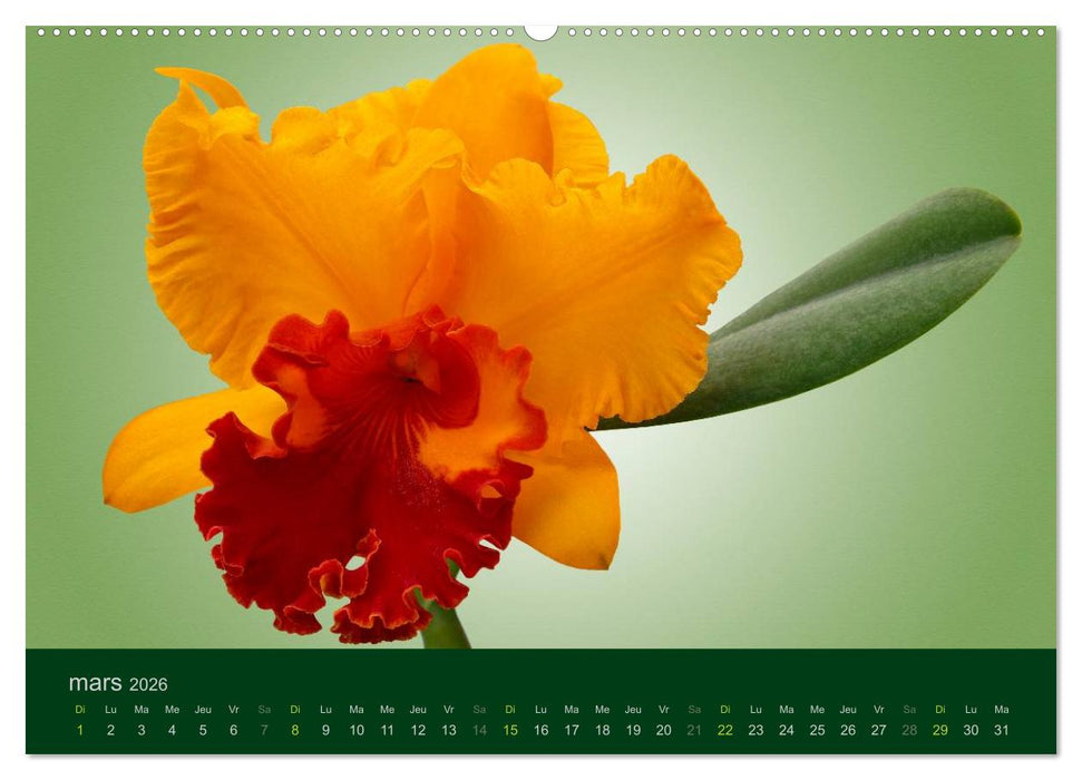 Les Orchidées (CALVENDO Calendrier supérieur 2026)