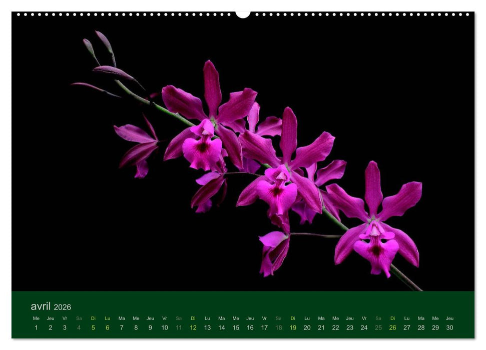 Les Orchidées (CALVENDO Calendrier supérieur 2026)
