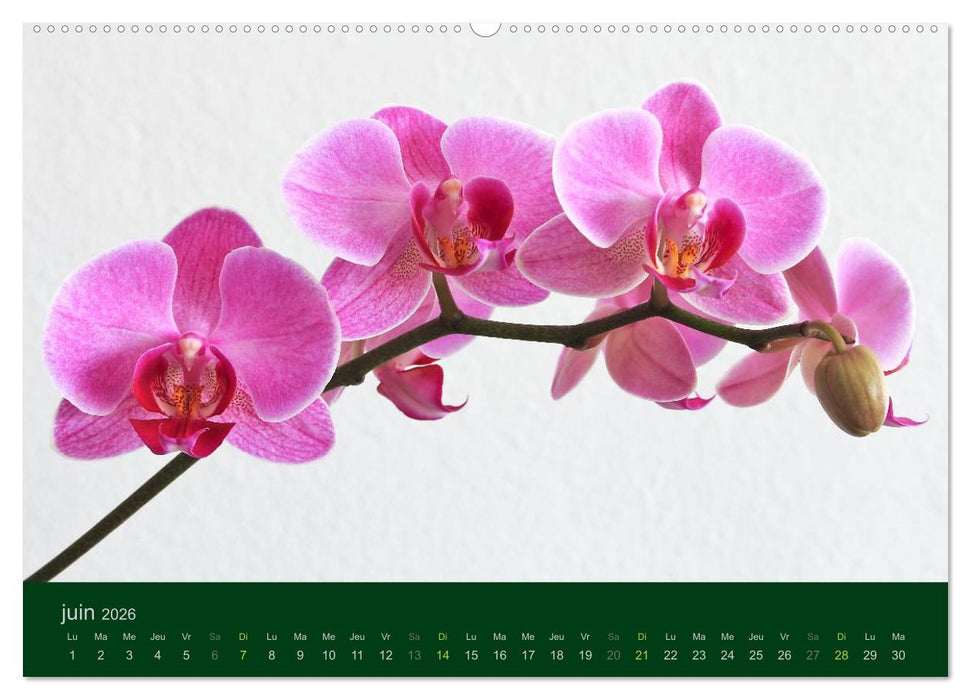 Les Orchidées (CALVENDO Calendrier supérieur 2026)