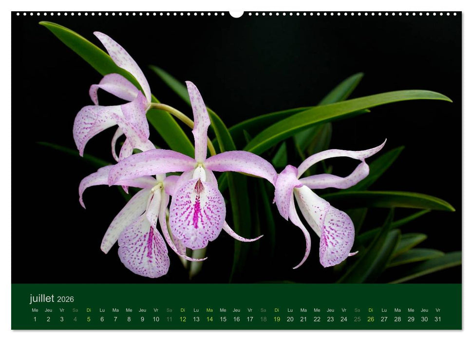 Les Orchidées (CALVENDO Calendrier supérieur 2026)