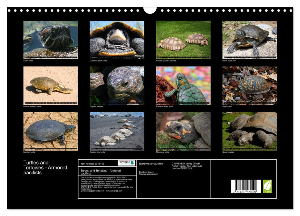 Turtles and Tortoises - Armored pacifists (CALVENDO Monthly Calendar 2026)