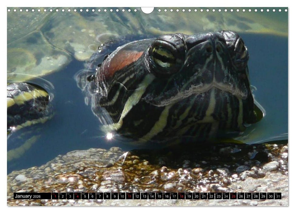 Turtles and Tortoises - Armored pacifists (CALVENDO Monthly Calendar 2026)