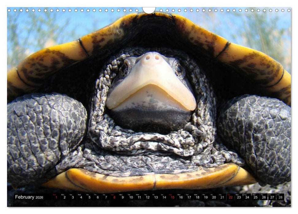 Turtles and Tortoises - Armored pacifists (CALVENDO Monthly Calendar 2026)