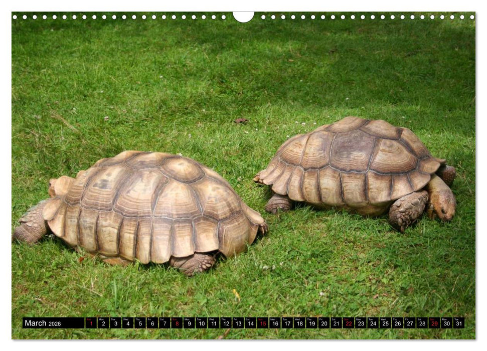 Turtles and Tortoises - Armored pacifists (CALVENDO Monthly Calendar 2026)