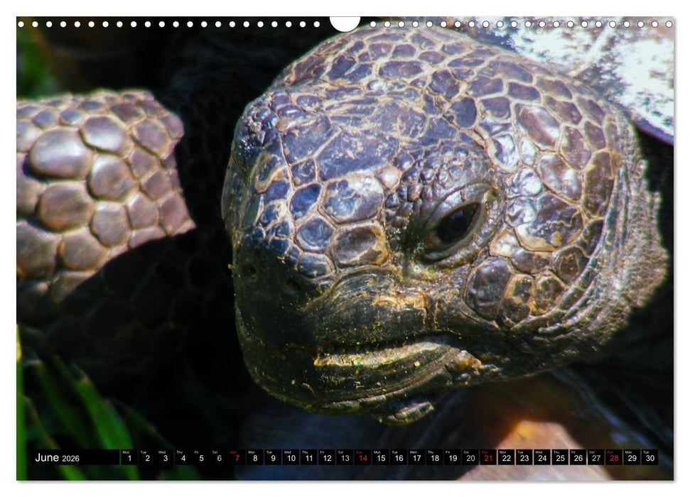 Turtles and Tortoises - Armored pacifists (CALVENDO Monthly Calendar 2026)