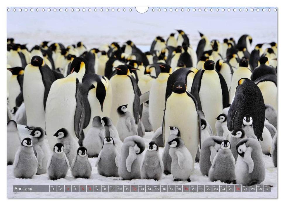 Penguins Unique and amazing birds (CALVENDO Monthly Calendar 2026)
