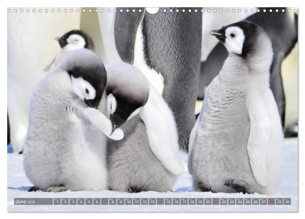 Penguins Unique and amazing birds (CALVENDO Monthly Calendar 2026)