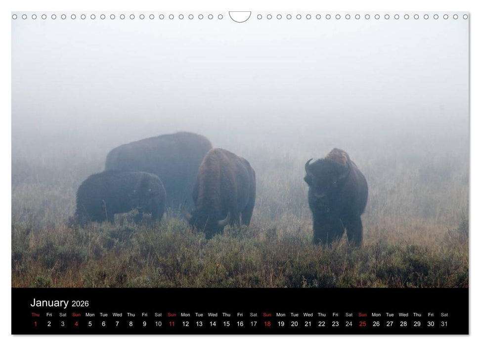 Beautiful Yellowstone and Grand Tetons National Parks (CALVENDO Monthly Calendar 2026)