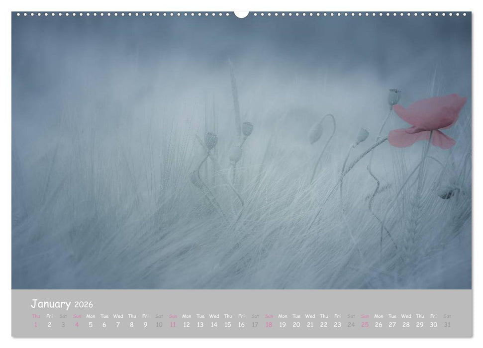 Poppy Love (CALVENDO Premium-Calendar 2026)