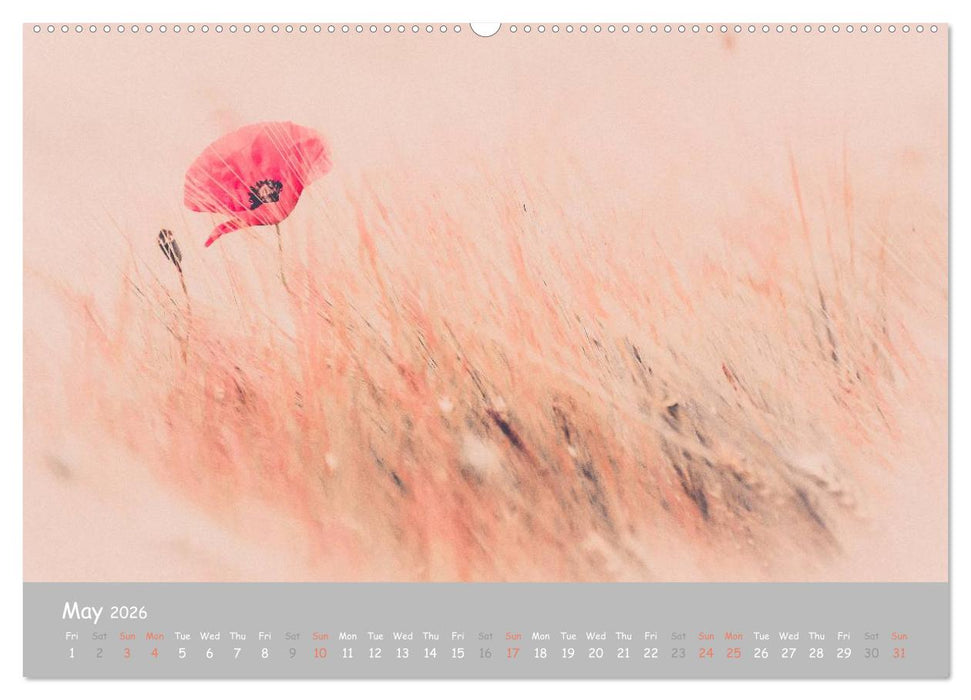 Poppy Love (CALVENDO Premium-Calendar 2026)