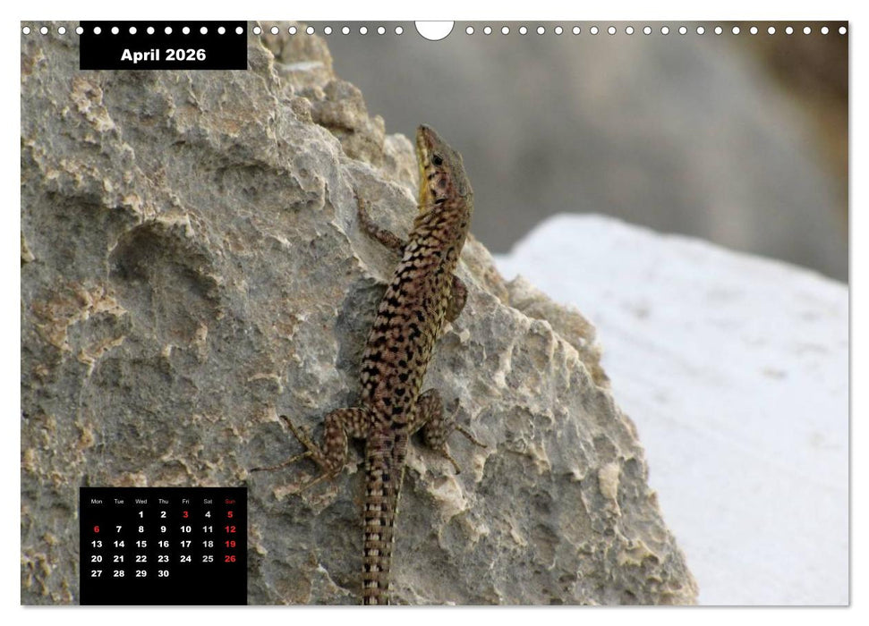 Impressions of Malta (CALVENDO Monthly Calendar 2026)