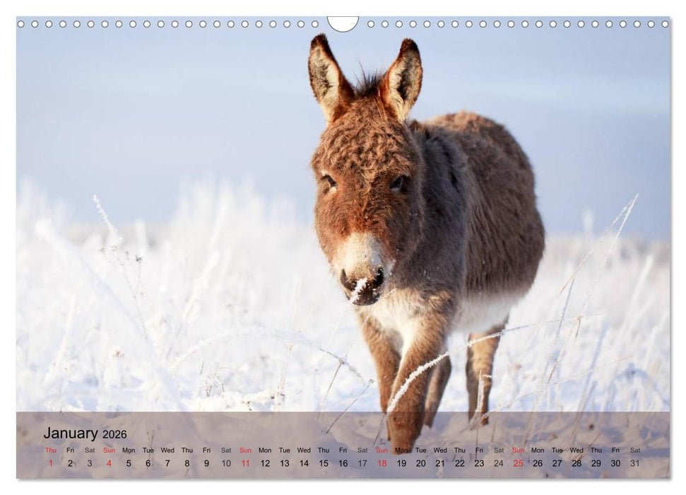 Little Donkey with Friends (CALVENDO Monthly Calendar 2026)