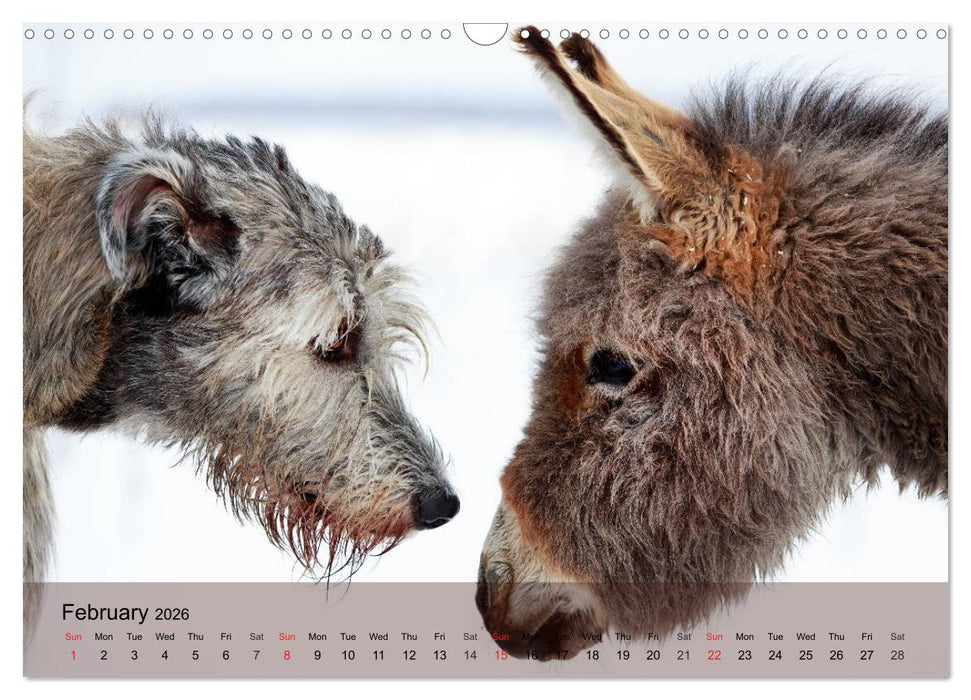 Little Donkey with Friends (CALVENDO Monthly Calendar 2026)