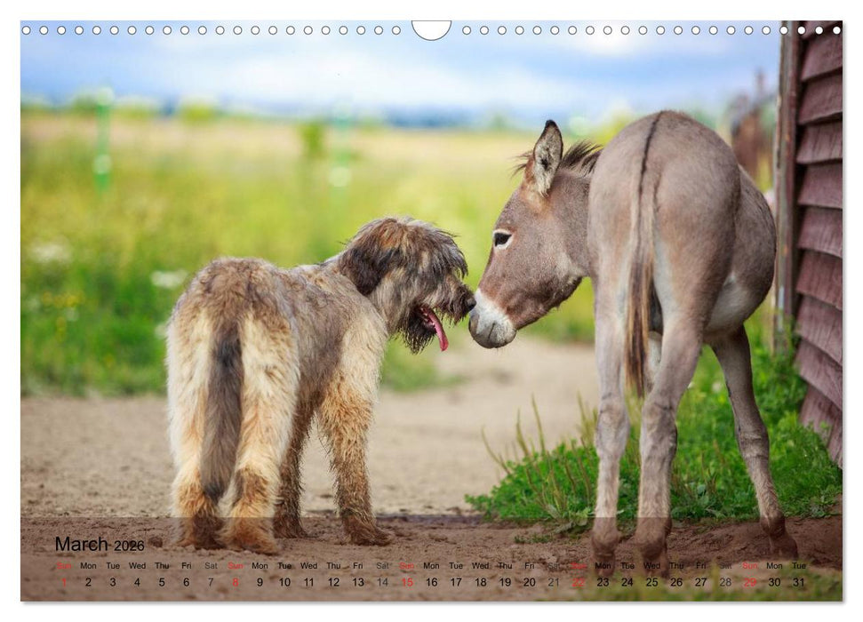 Little Donkey with Friends (CALVENDO Monthly Calendar 2026)