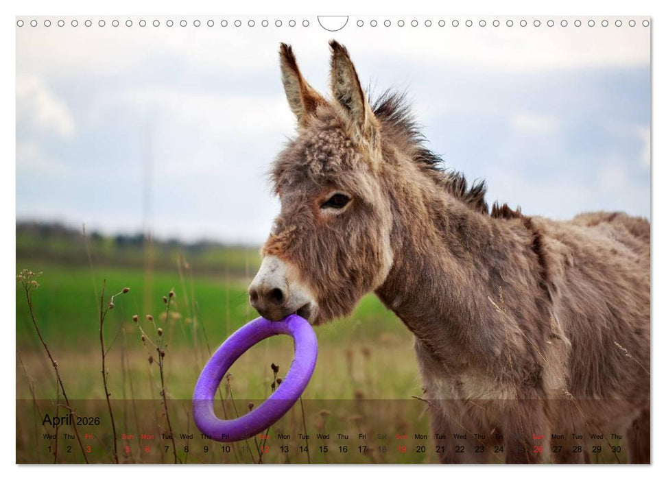 Little Donkey with Friends (CALVENDO Monthly Calendar 2026)