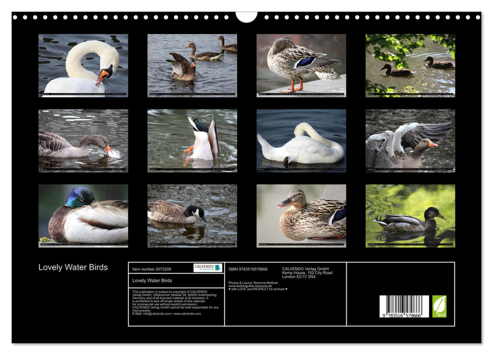 Lovely Water Birds (CALVENDO Monthly Calendar 2026)