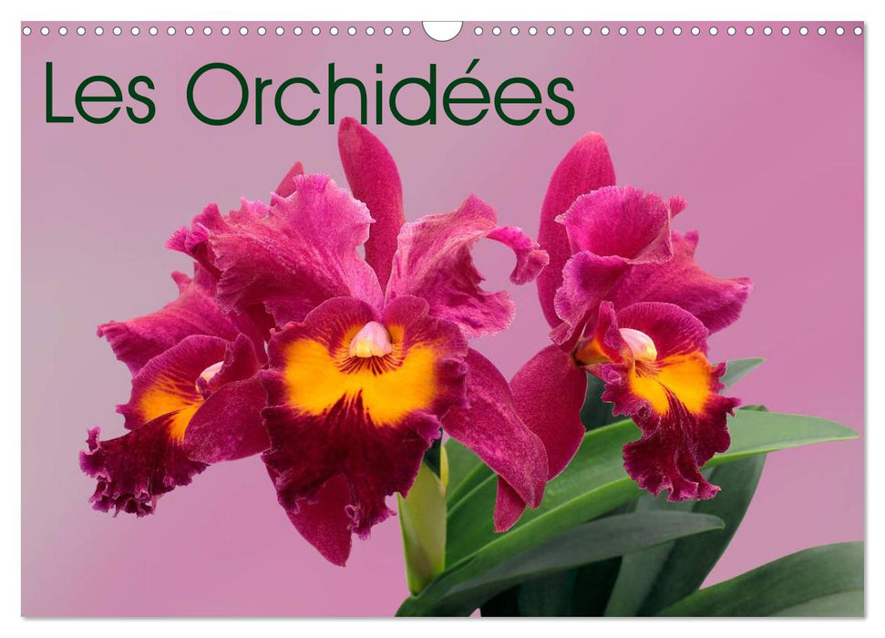 Les Orchidées (CALVENDO Calendrier mensuel 2026)