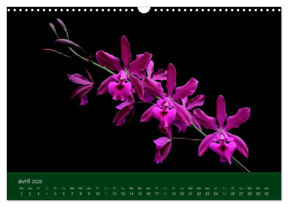 Les Orchidées (CALVENDO Calendrier mensuel 2026)