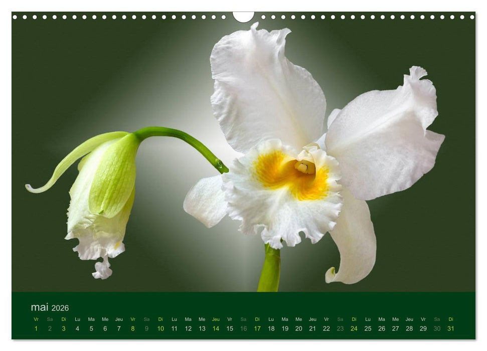 Les Orchidées (CALVENDO Calendrier mensuel 2026)