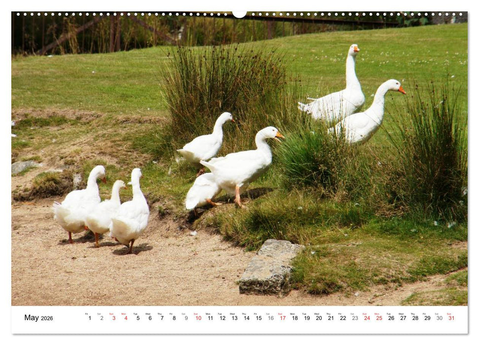 Charming - Mystic Devon Dartmoor, South England (CALVENDO Premium-Calendar 2026)