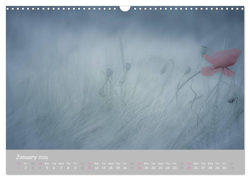 Poppy Love (CALVENDO Monthly Calendar 2026)