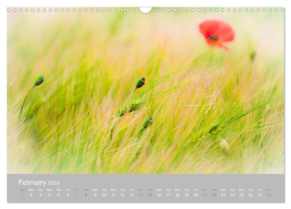 Poppy Love (CALVENDO Monthly Calendar 2026)