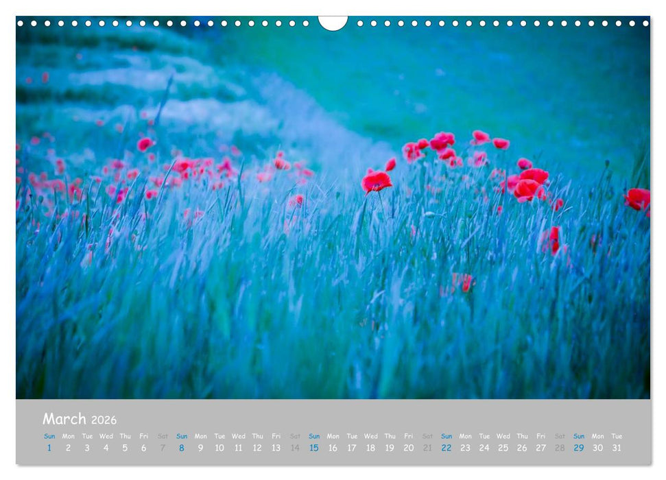Poppy Love (CALVENDO Monthly Calendar 2026)