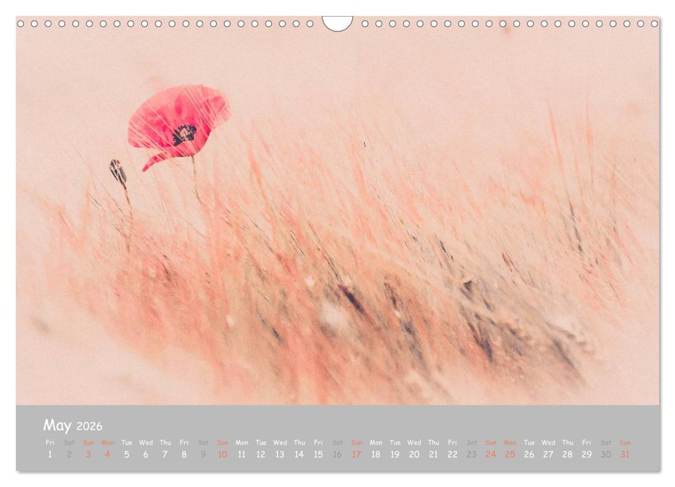 Poppy Love (CALVENDO Monthly Calendar 2026)
