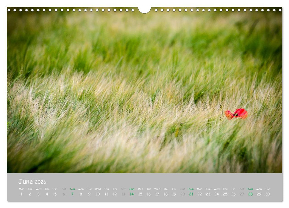 Poppy Love (CALVENDO Monthly Calendar 2026)