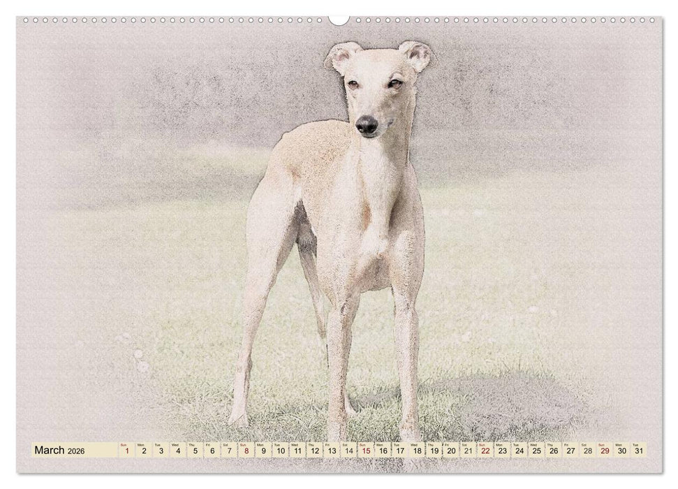Whippets 2026 (CALVENDO Premium-Calendar 2026)