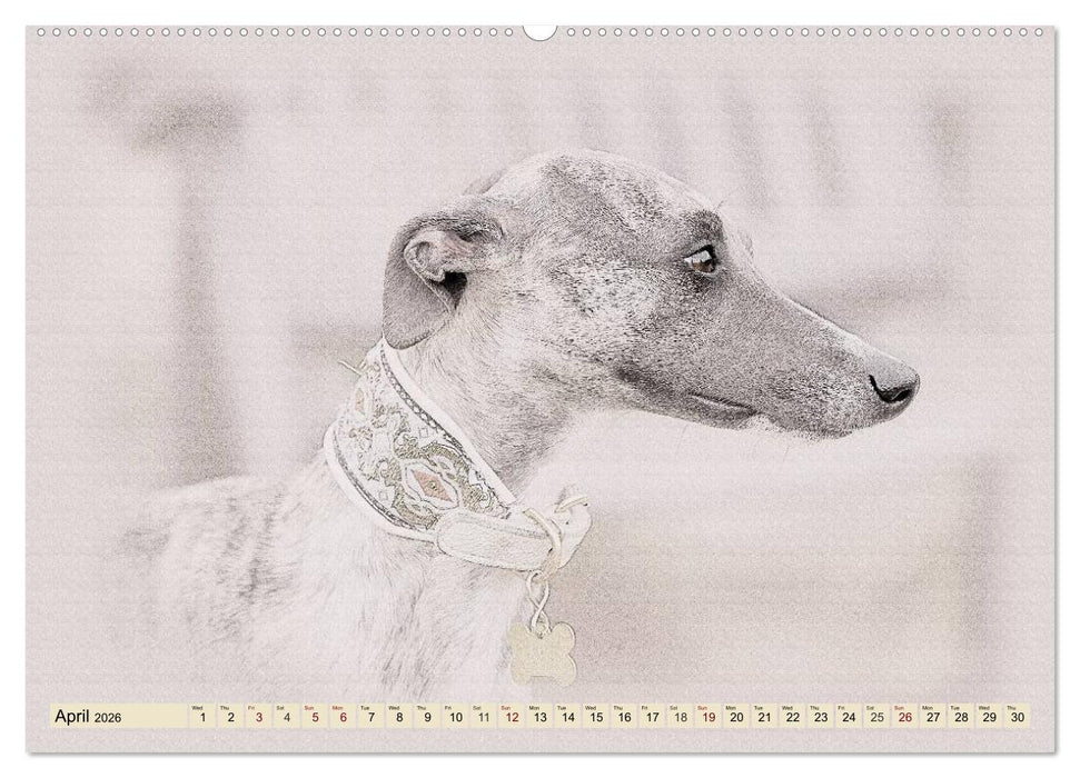 Whippets 2026 (CALVENDO Premium-Calendar 2026)