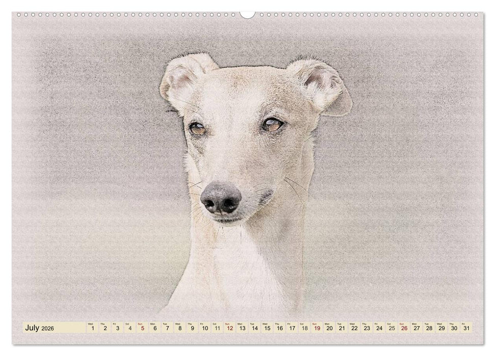 Whippets 2026 (CALVENDO Premium-Calendar 2026)