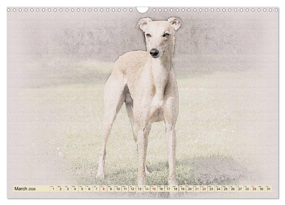 Whippets 2026 (CALVENDO Monthly Calendar 2026)
