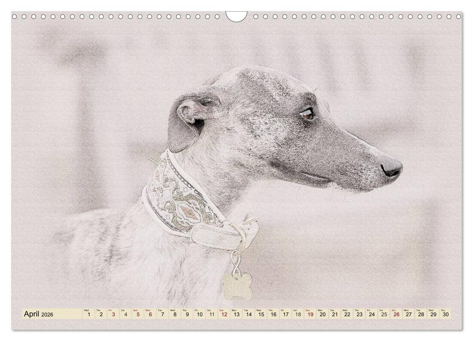 Whippets 2026 (CALVENDO Monthly Calendar 2026)