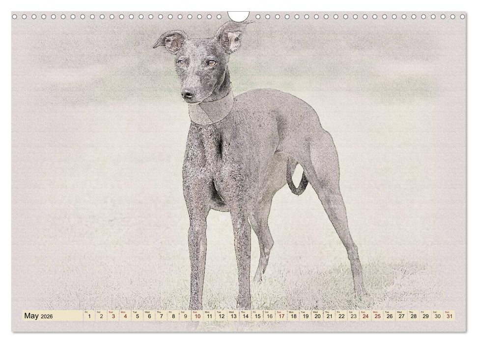 Whippets 2026 (CALVENDO Monthly Calendar 2026)