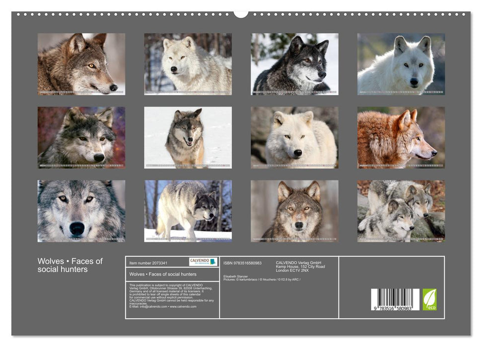 Wolves • Faces of social hunters (CALVENDO Premium-Calendar 2026)