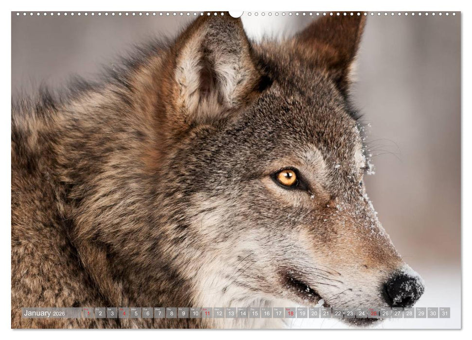 Wolves • Faces of social hunters (CALVENDO Premium-Calendar 2026)